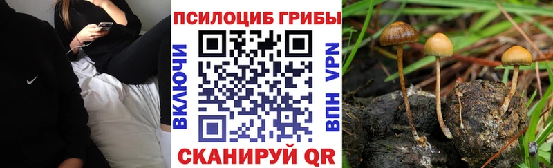 магазин продажи наркотиков  Петровск  omg рабочий сайт  Псилоцибиновые грибы MAGIC MUSHROOMS 